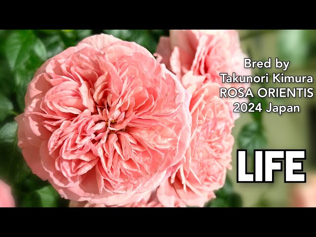 LIFE ROSE plant by Takunori Kimura ROSA ORIENTIS 2024 Japan バラ