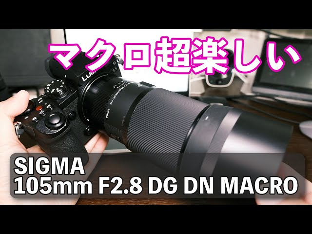解説】マクロ超楽しいし、中望遠スナップもこなせる万能レンズ SIGMA