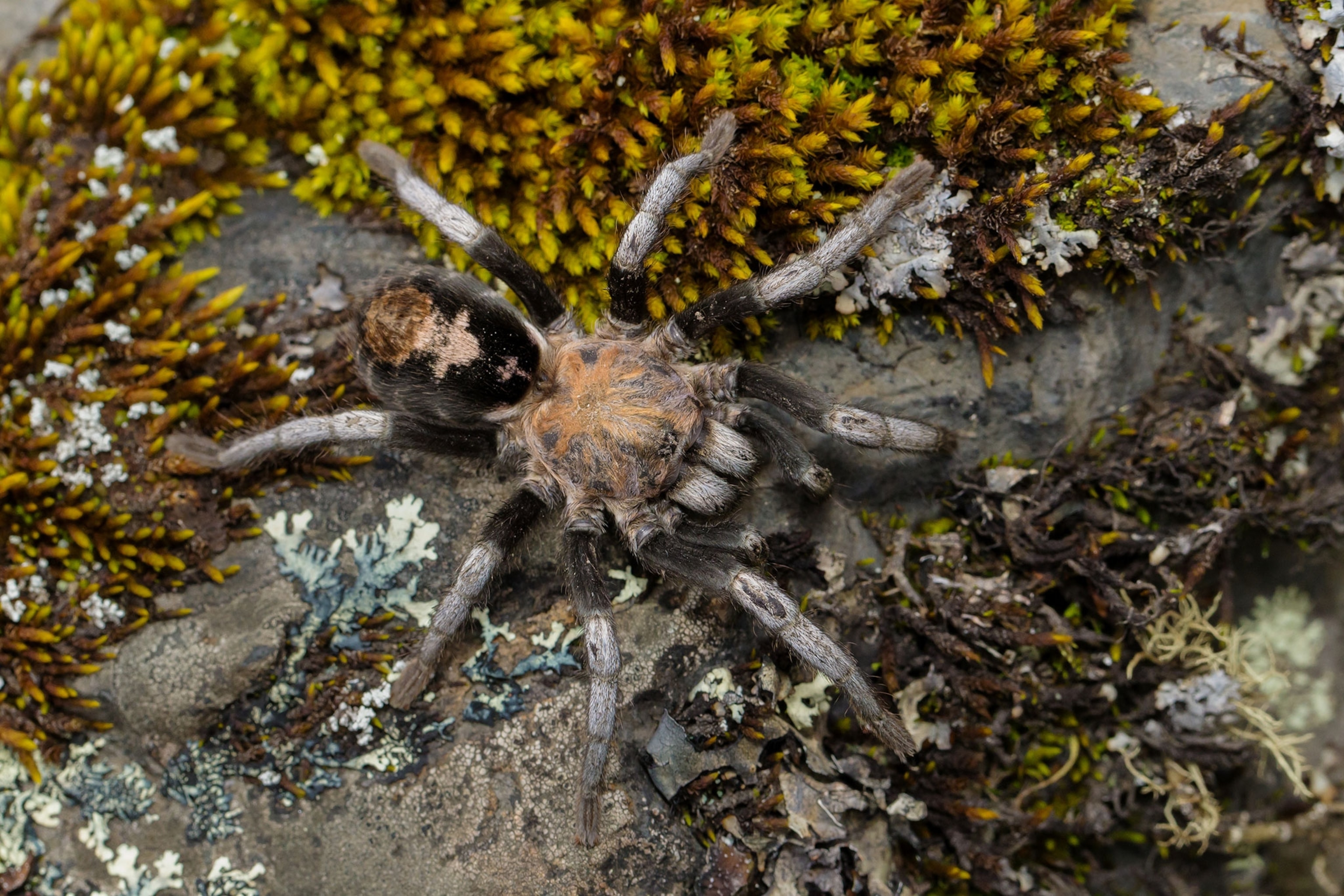 New High-Altitude Tarantula Species Discovered | National Geographic