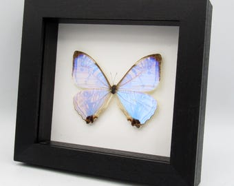 珍しい不確かなフクロウ蝶の額入り剥製 - Bia actorion - Etsy 日本