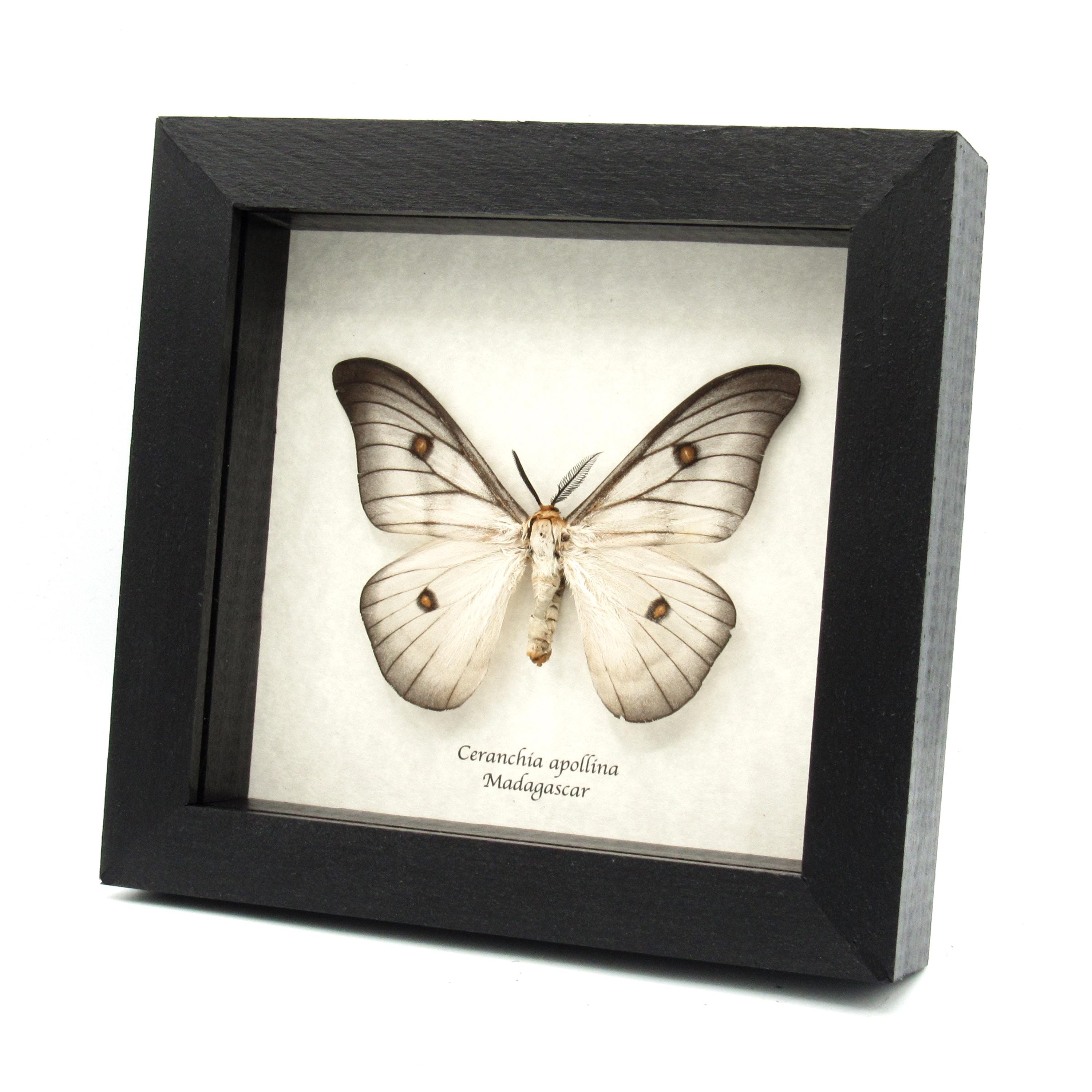 標本 Ceranchia apollina1 pair 104mm 108mm 標本 Ceranchia apollina1