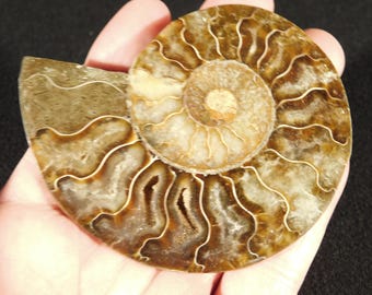 巨大な化石アンモナイト、半分にカットされ磨かれた本物のギフト