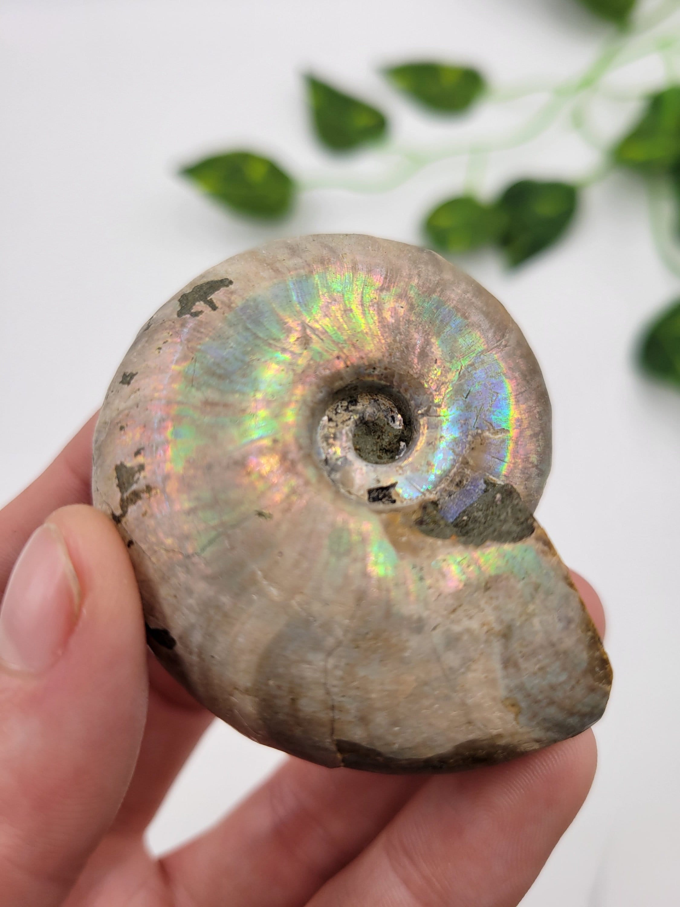 オパール化したアンモナイト。100% 天然形成。原石のアンモナイト