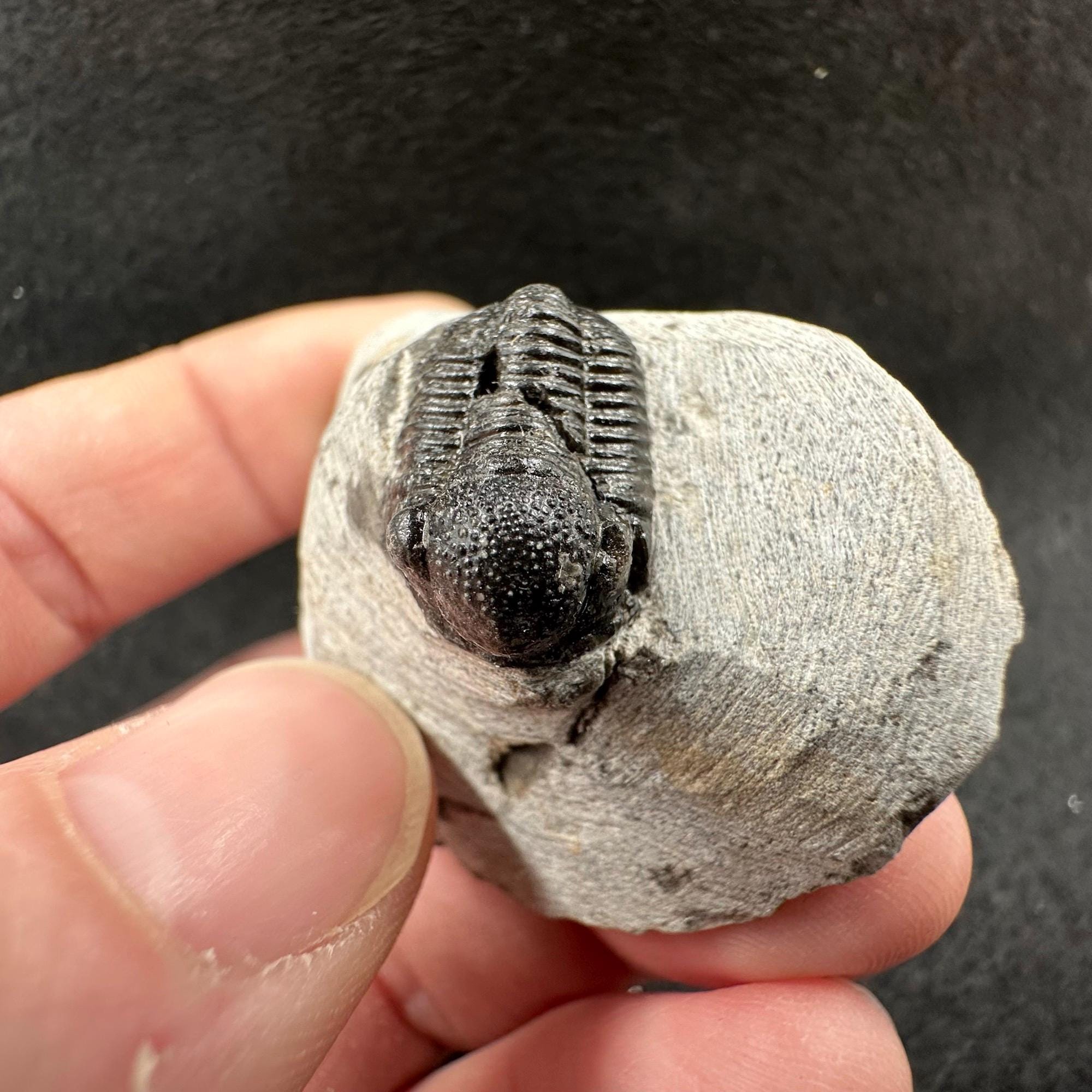 ゲラストス三葉虫の化石 - デボン紀、モロッコ - 古代の海洋生物