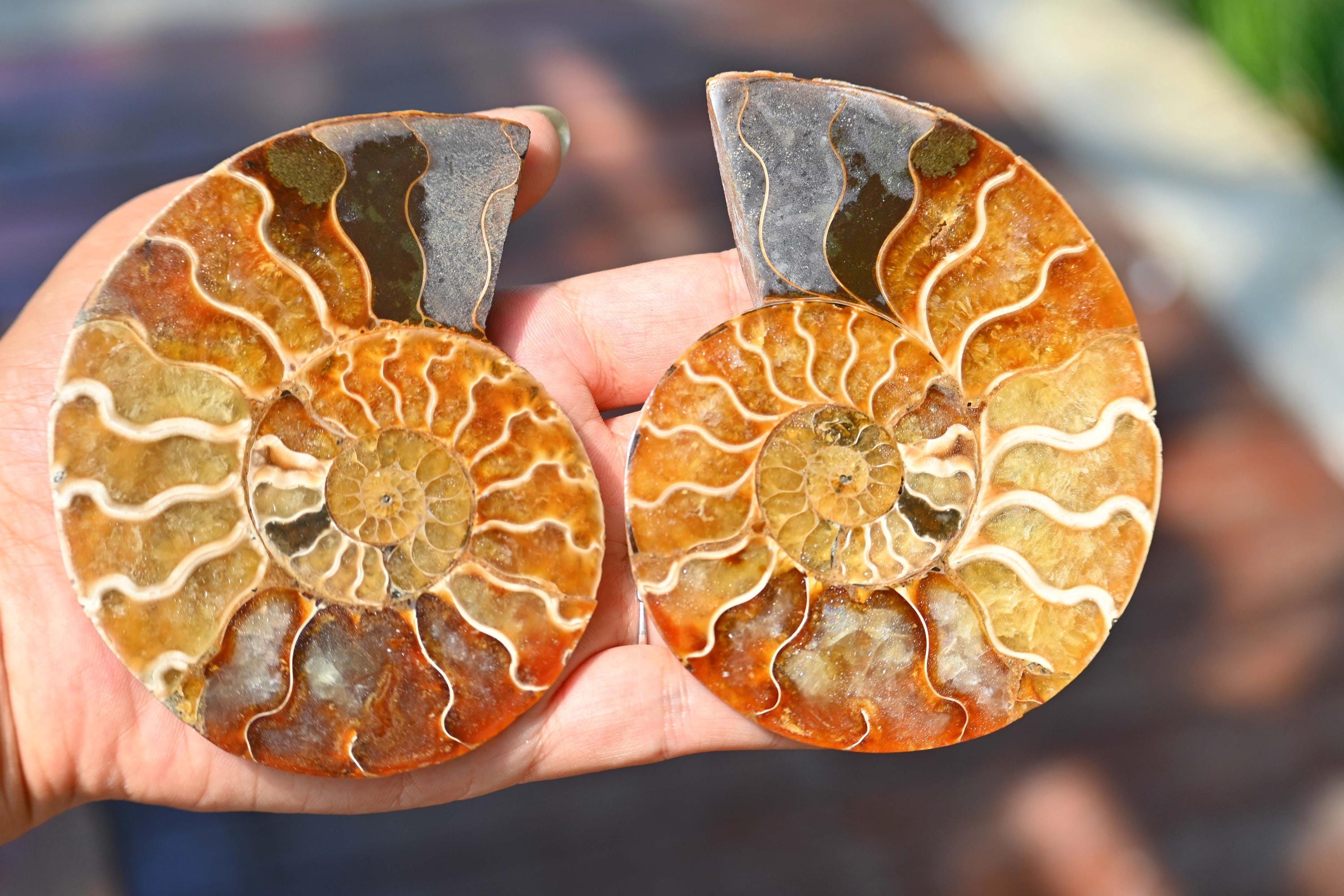 天然アンモナイト化石巻貝標本、化石標本コレクション、オウムガイ化石