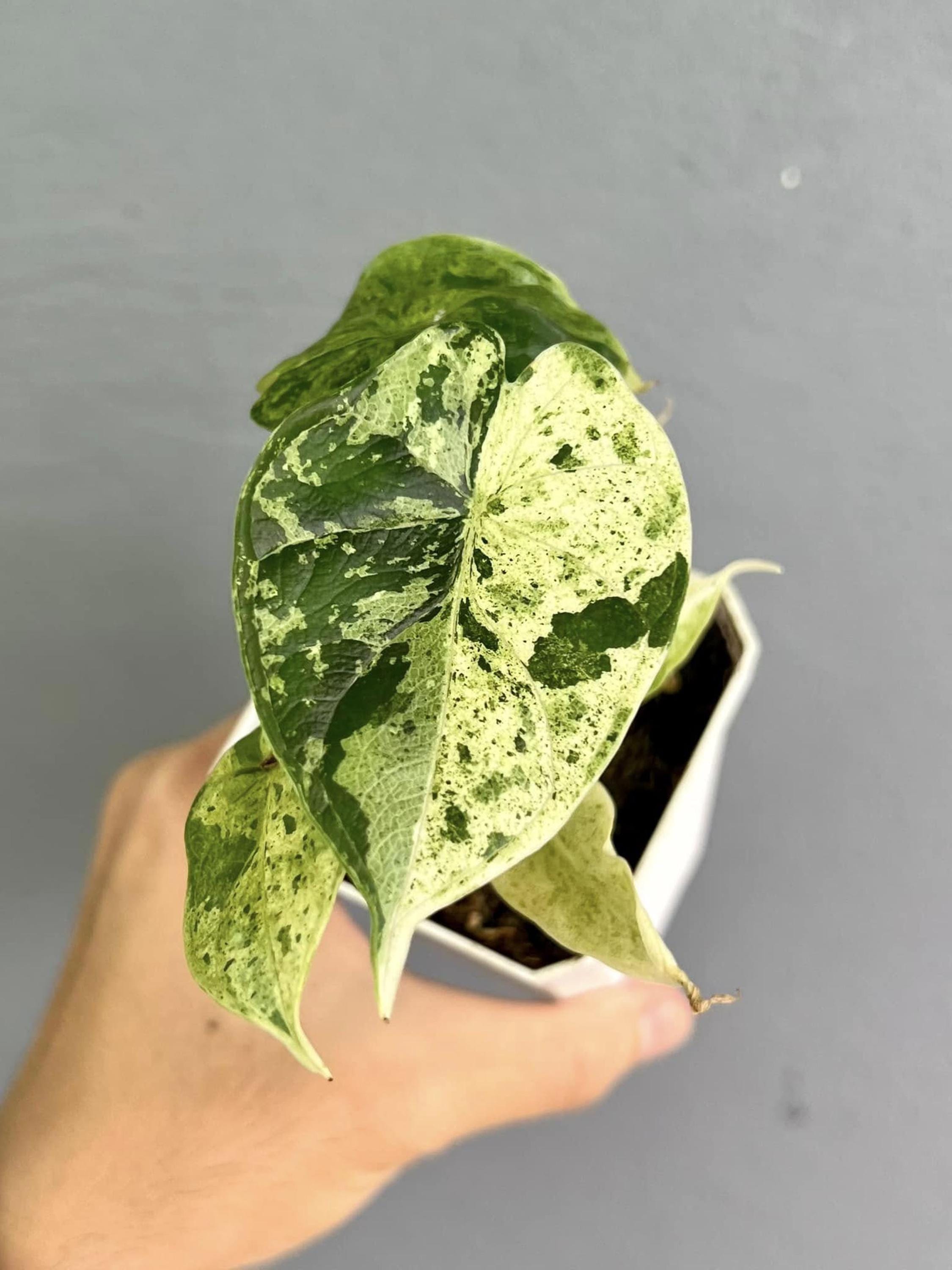 Variegated Alocasia Dragon Scale Mint Plant - Rare Tissue Culture