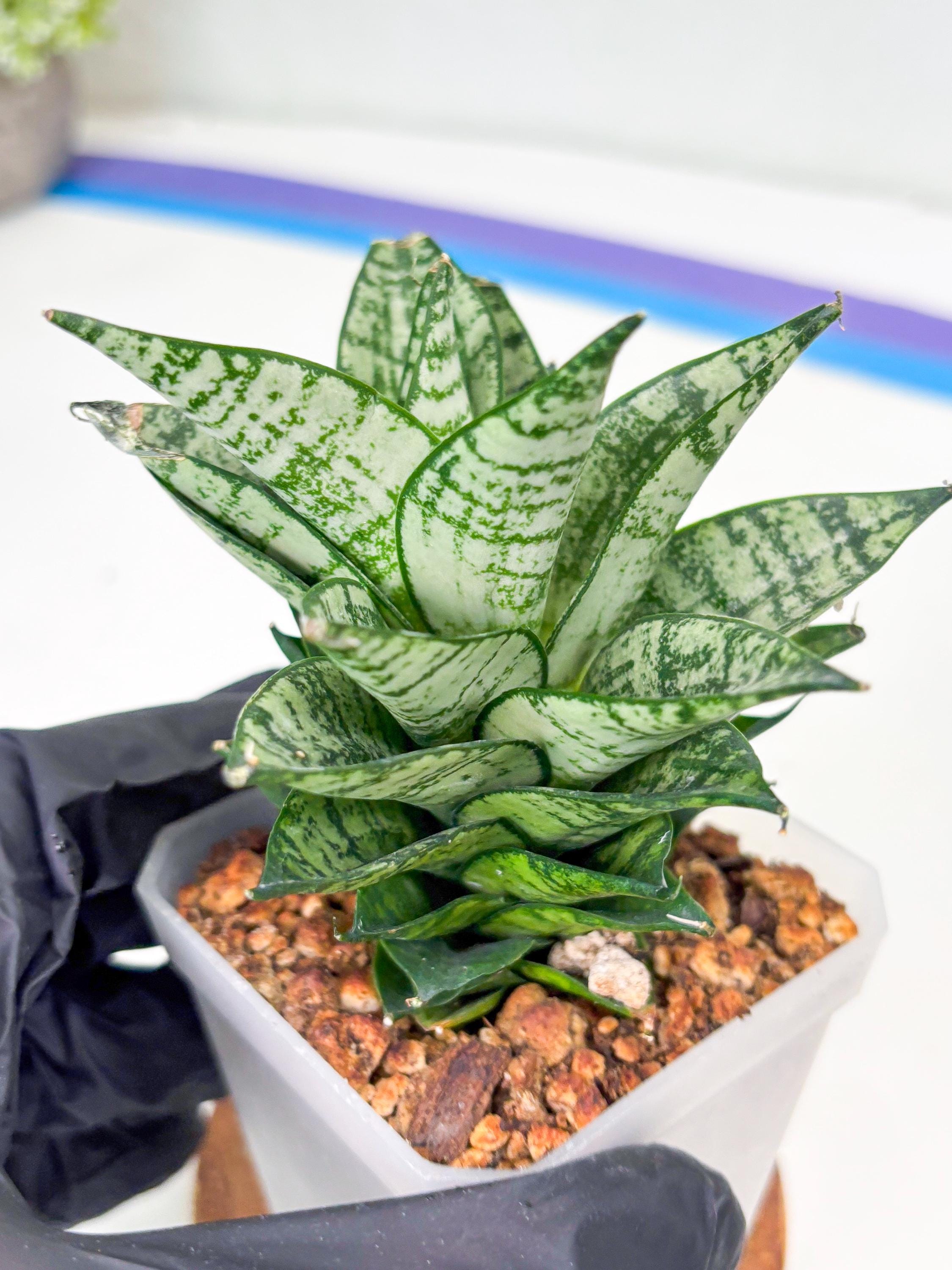 Sansevieria Ehrendel (su2) (11) | Imported Sansevieria - Etsy