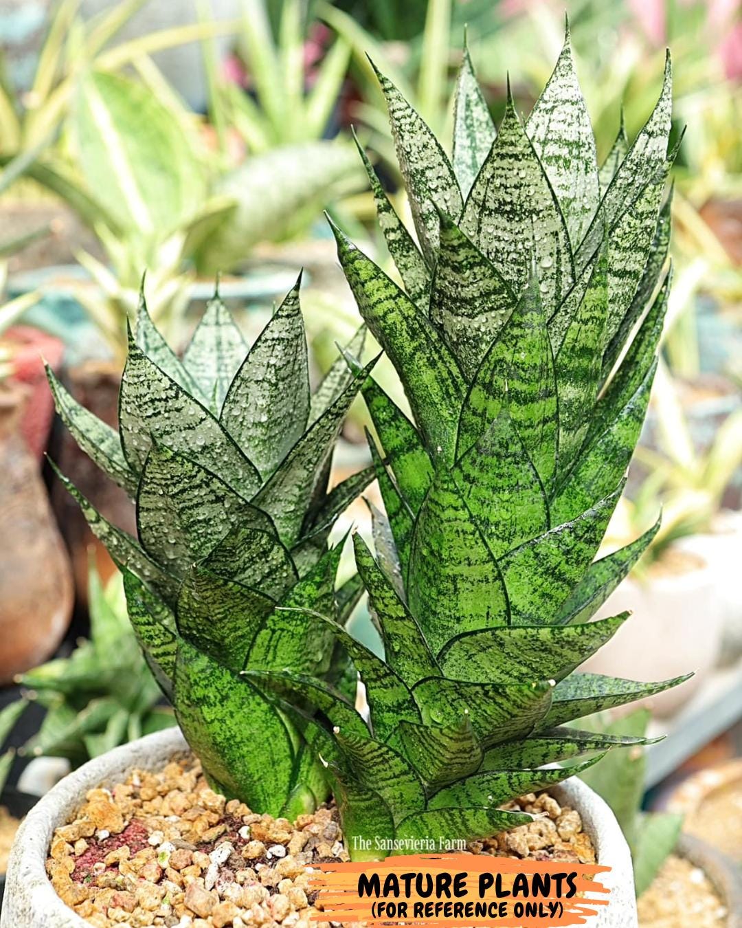 Sansevieria Ehrendel (su2) (11) | Imported Sansevieria - Etsy