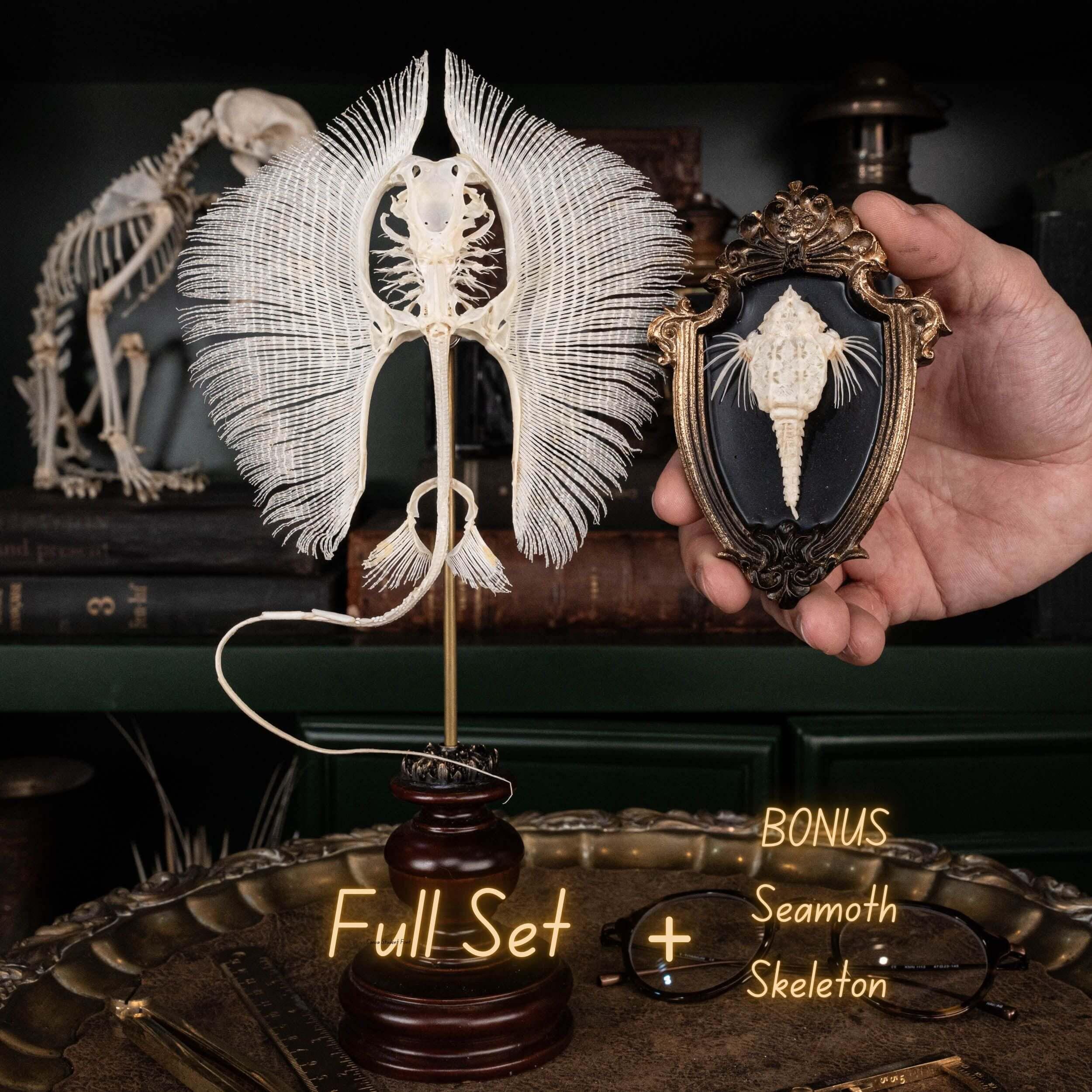 アカエイの骨格 本物の魚の剥製 | 航海ゴシック装飾、海をテーマにした