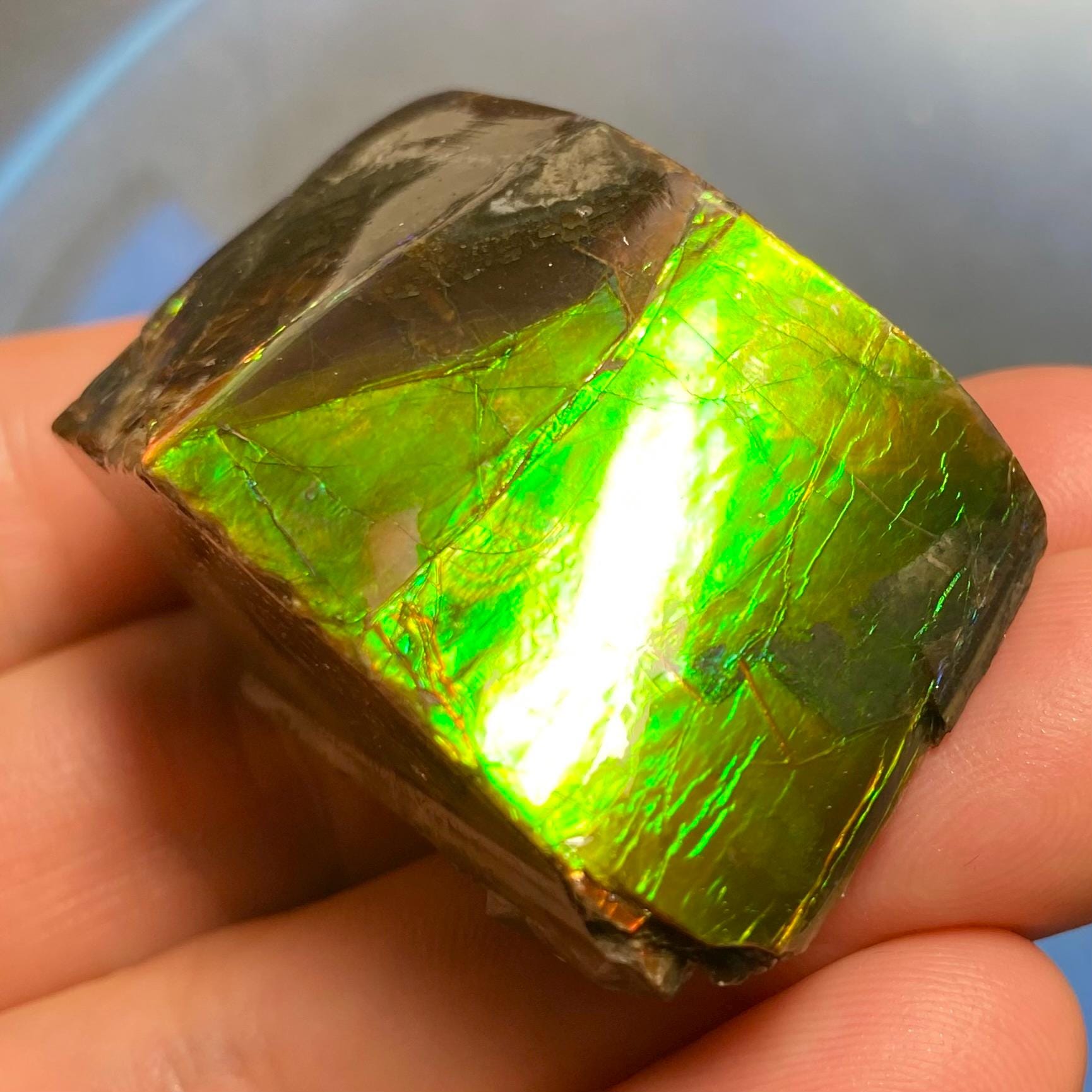 カナダ産アンモライト宝石 - 化石アンモナイト標本（41x27x20 mm