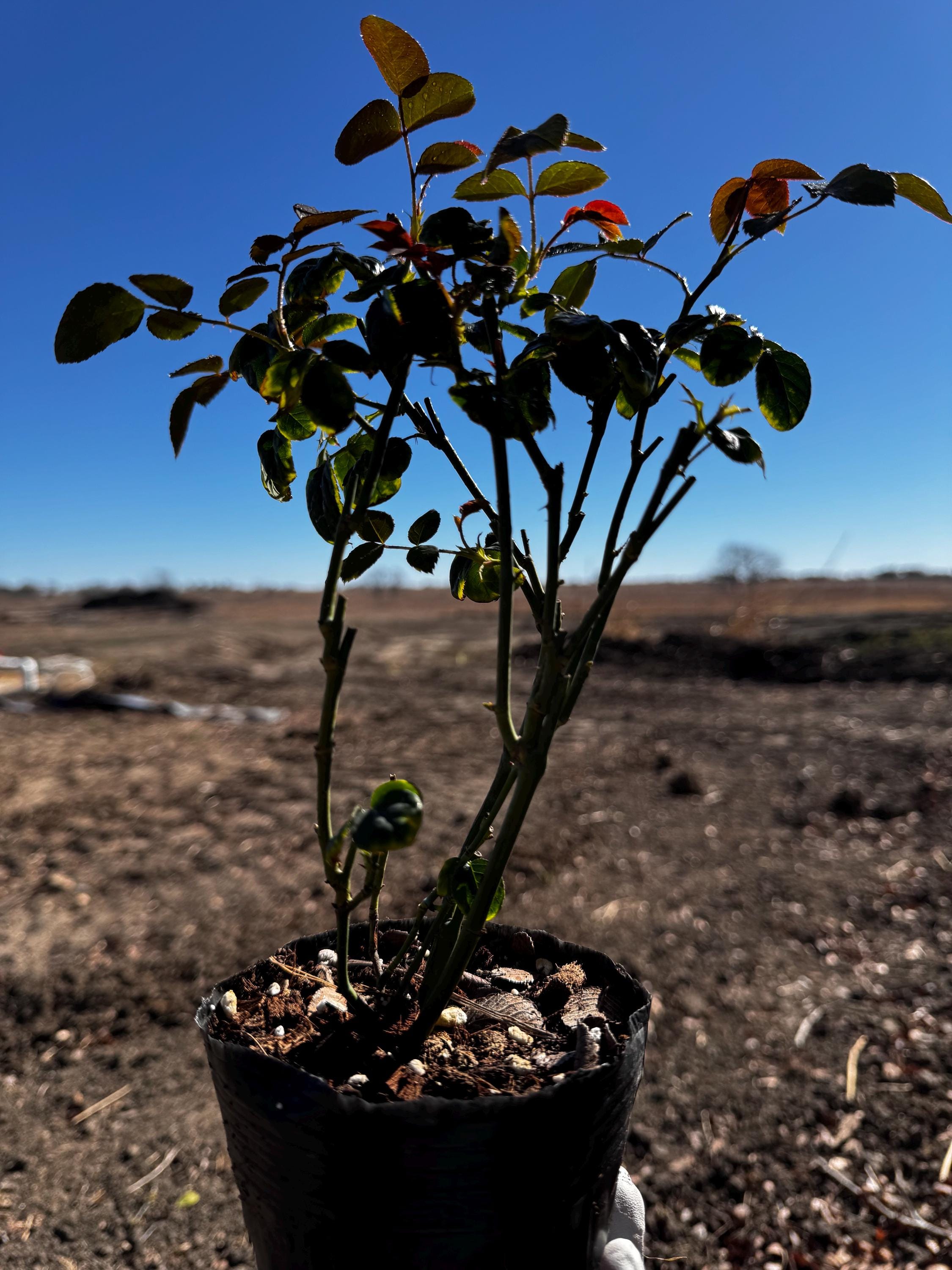 Mon Coeur 我的心モン クゥール Fragrance. Japanese Rose Continue