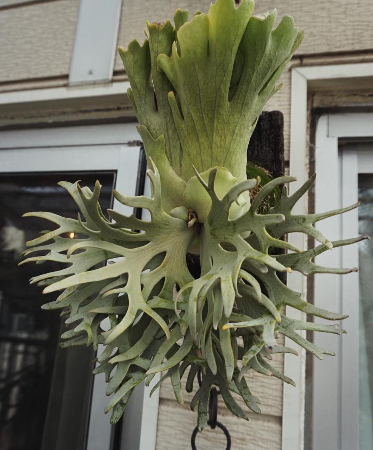 Platycerium Willinckii “jade Girl” Staghorn Fern Starter Plant