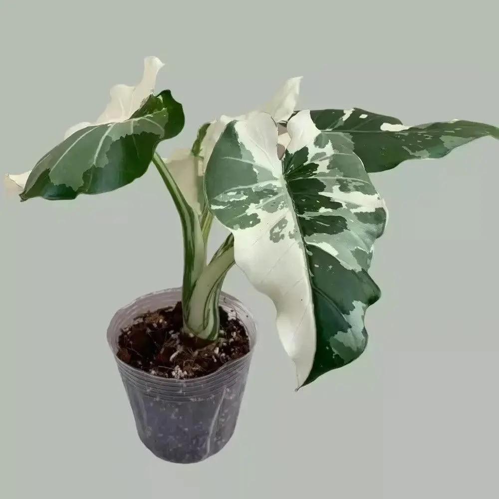 Alocasia Okinawa Silver Starter Plant (ALL STARTER PLANTS Require