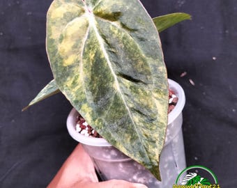 アンスリウム パピリラミナム×グリーンマンバ 斑入り - Etsy 日本