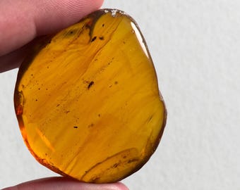 ビルマ産琥珀に含まれる希少な鳥類の羽毛の化石 - Etsy 日本