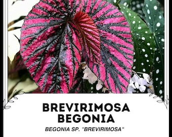 Blooms625 ベゴニア ルージュ バリエガタ ベゴニア ベゴニアの種子 30