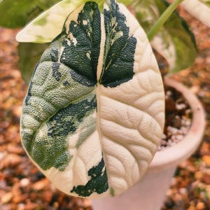 Variegated alocasia melo - Etsy 日本