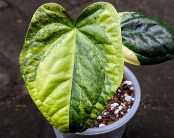 アンスリウム パピリラミナム×グリーンマンバ 斑入り - Etsy 日本