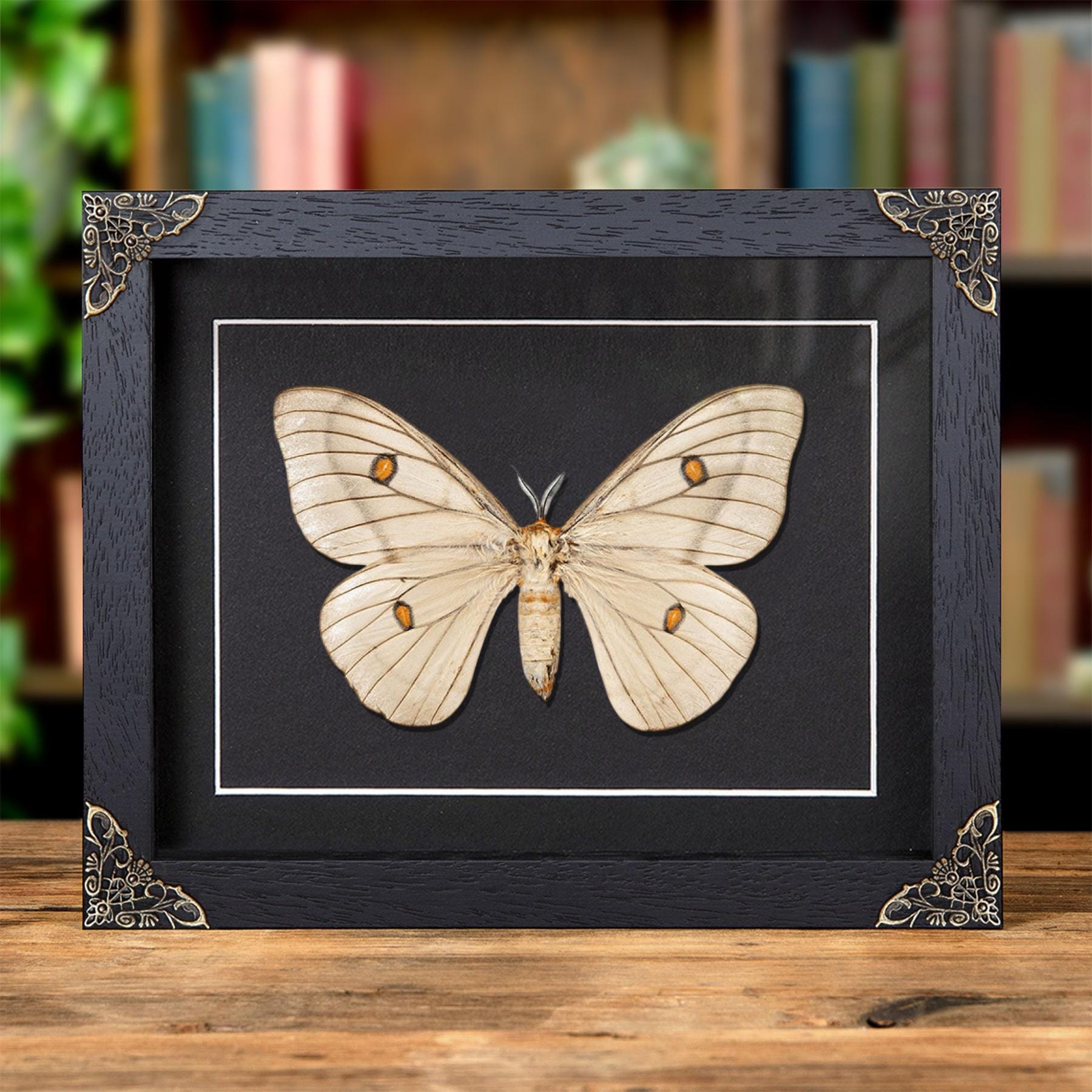 Ceranchia Apollina - Etsy