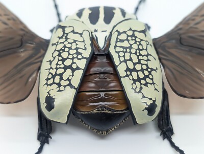 Bandai Japan Gashapon Goliathus Orientalis 7inch Big Realistic