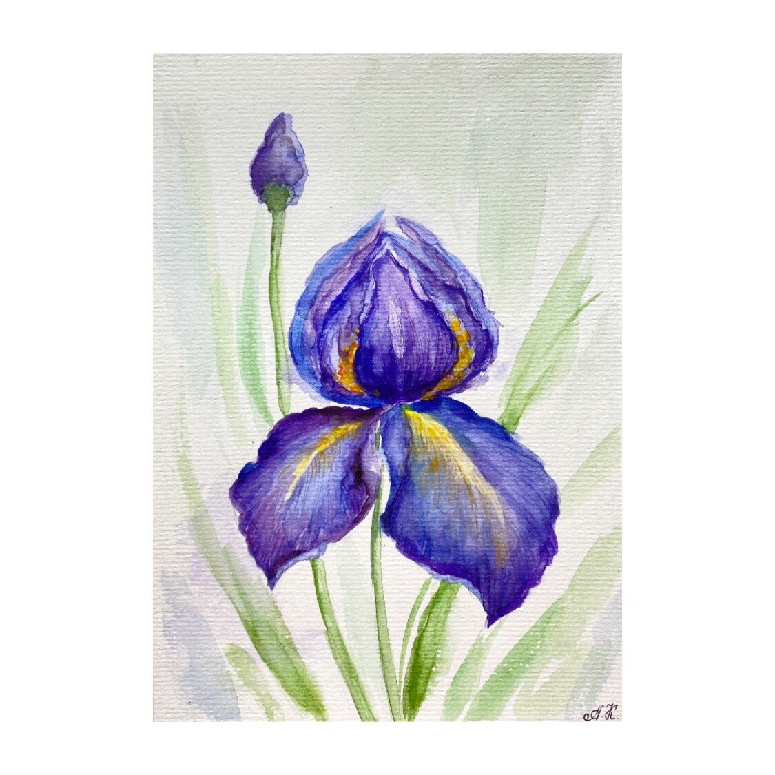 original Art Iris Watercolor painting Purple Iris Art Flower