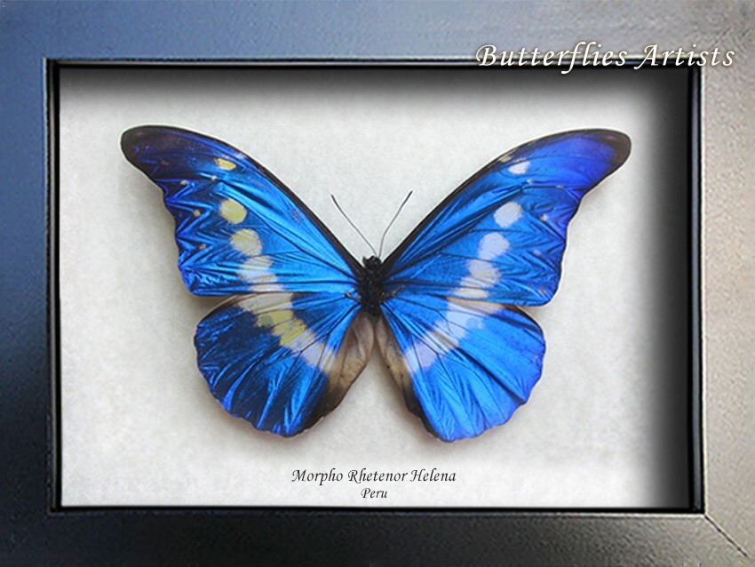 RARE Morpho Rhetenor Helena Real Butterfly Framed Entomology