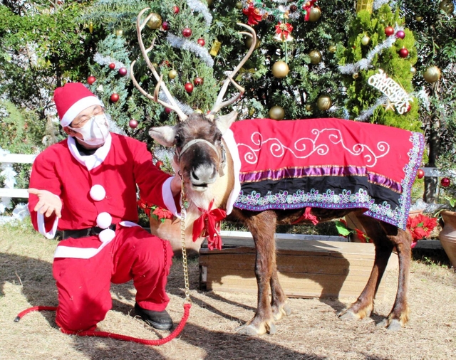 クリスマスのトナカイ、新年の干支ウサギ…「主役」と一緒に思い出