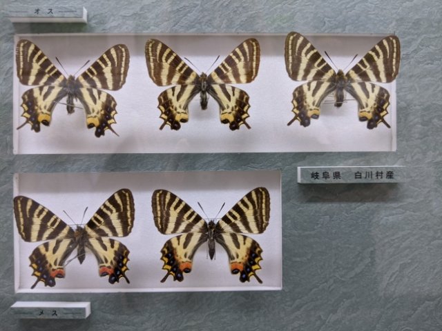 もはや美術館！ハイセンスな昆虫標本が美しい『名和昆虫博物館』(岐阜