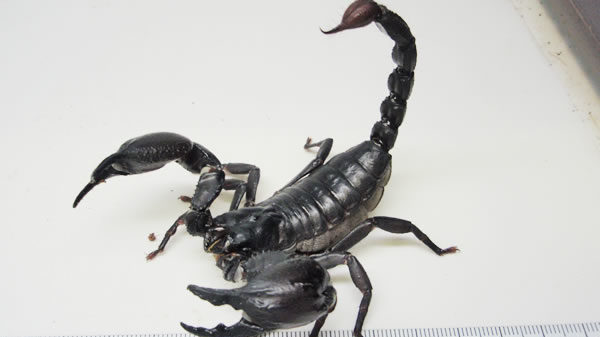 初心者におすすめのサソリ4種類｜虫の森