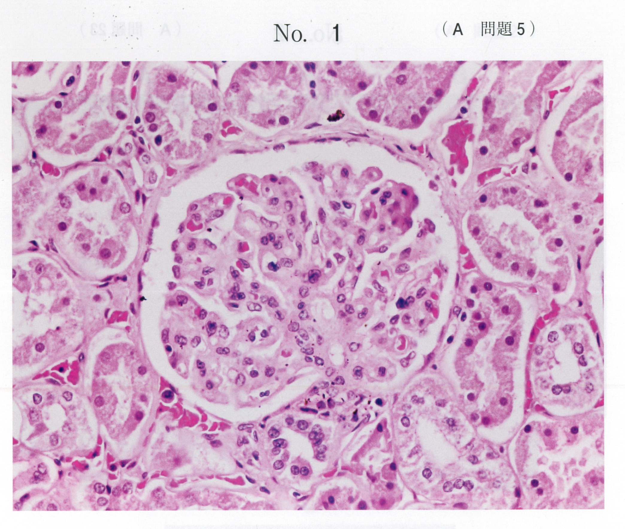 第119回 必修問題【歯科医師国家試験】 | DENTAL YOUTH