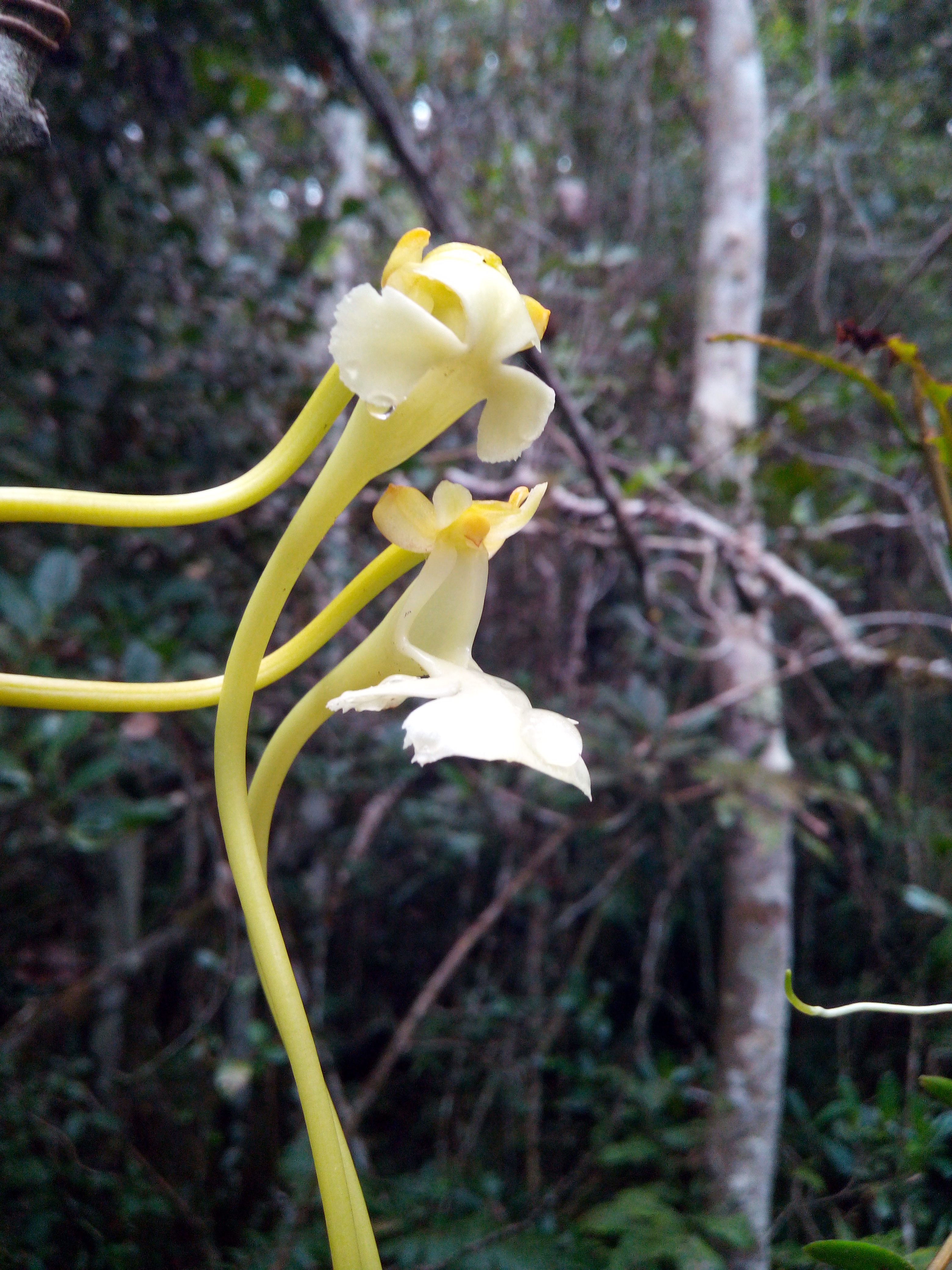 Garden scientists discover new Darwin's Orchid species