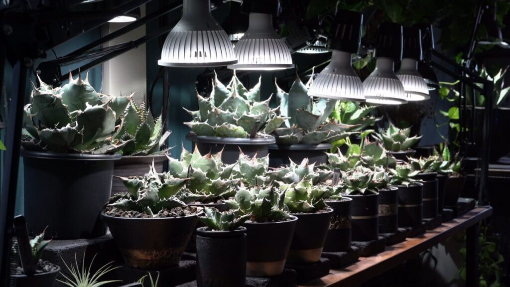 アガベ室内管理】サーキュレーターの必要性と当て方について｜ELBAZ FARM