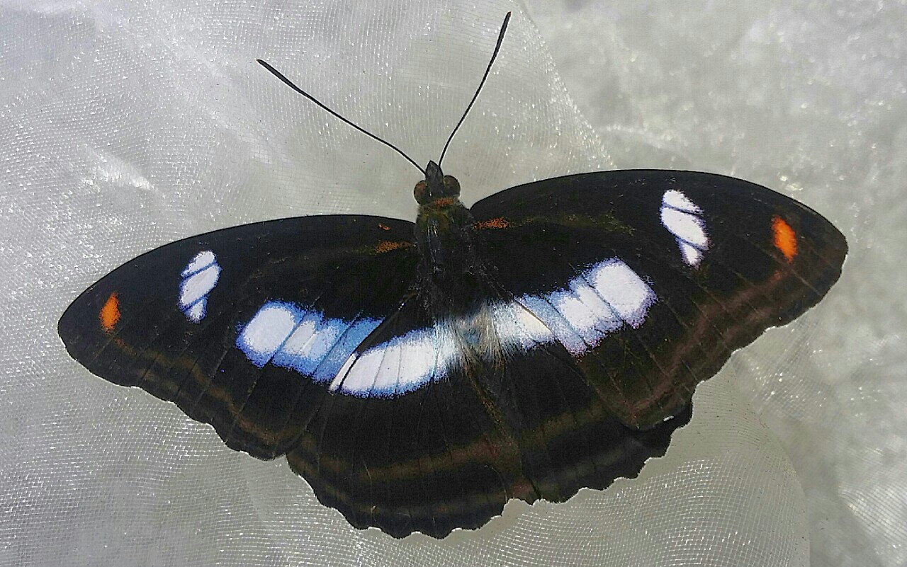 台湾の蝶13 ヤエヤマイチモンジ | 蝶に魅せられた旅人