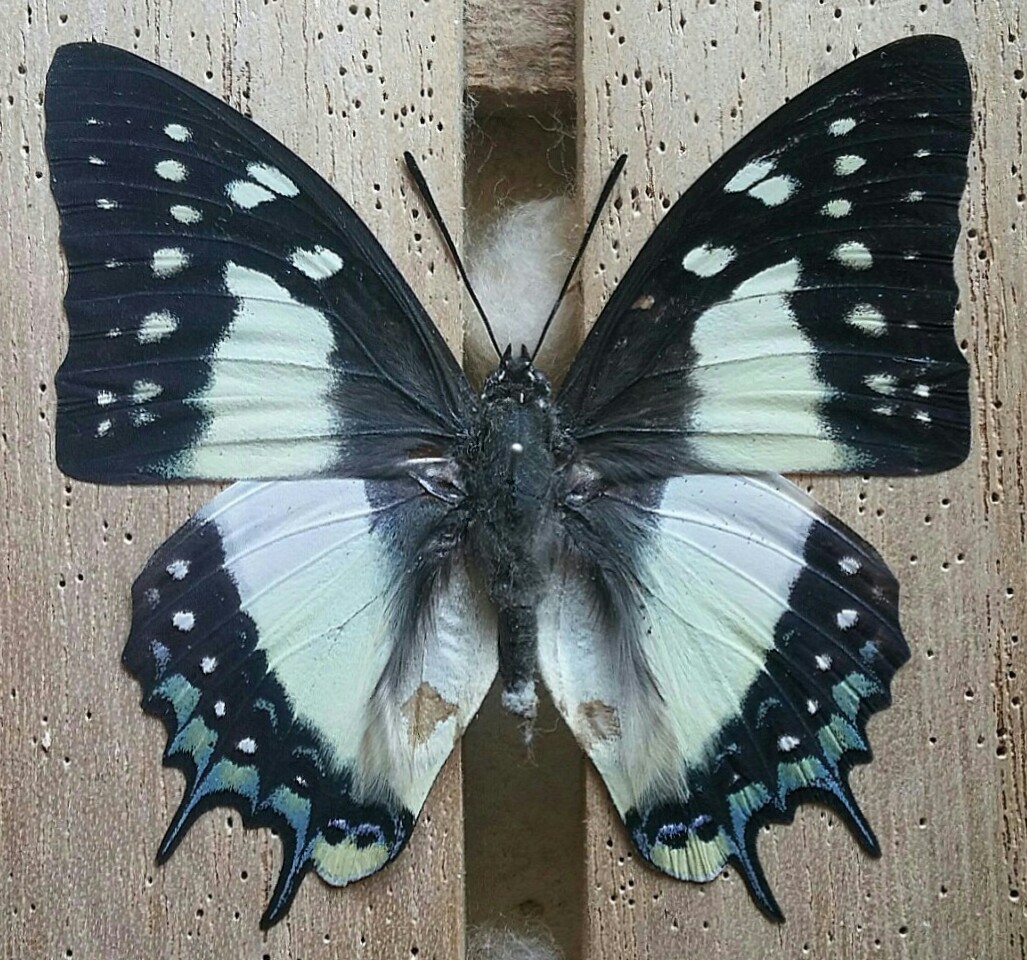 IMG_20171224_101330.jpg?resize