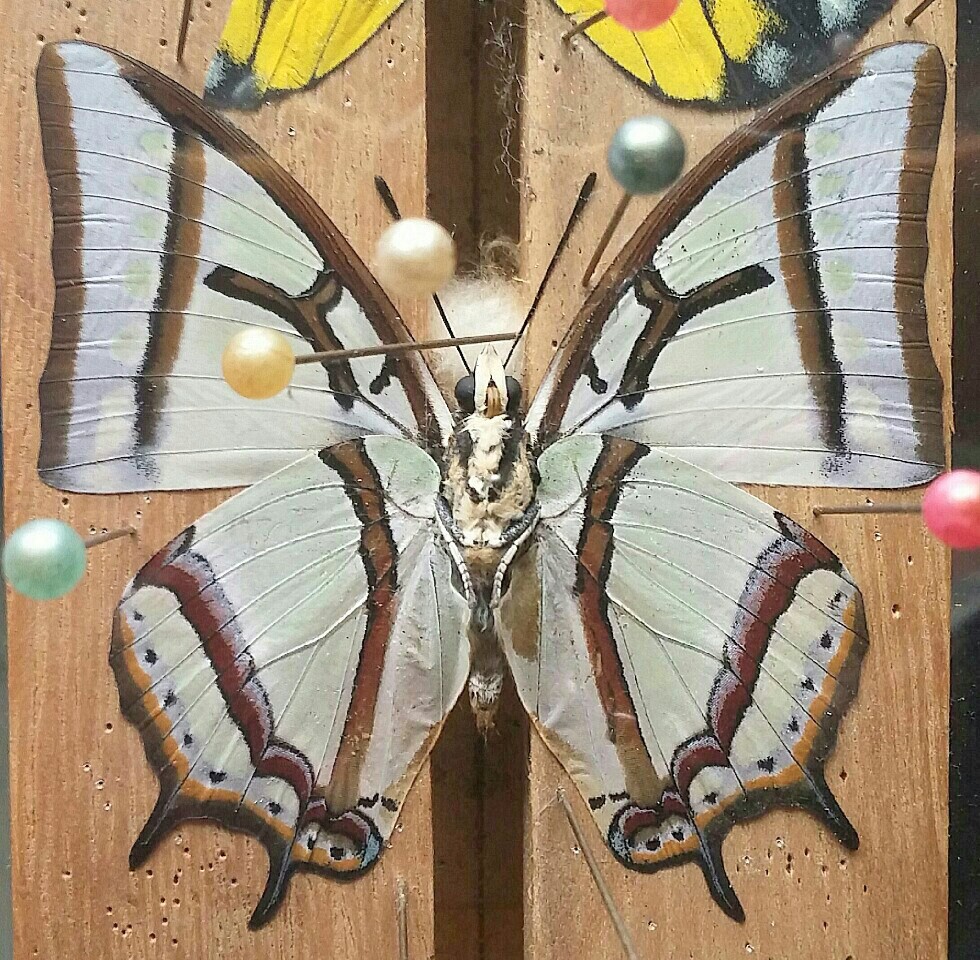 台湾の蝶1ヒメフタオチョウ | 蝶に魅せられた旅人