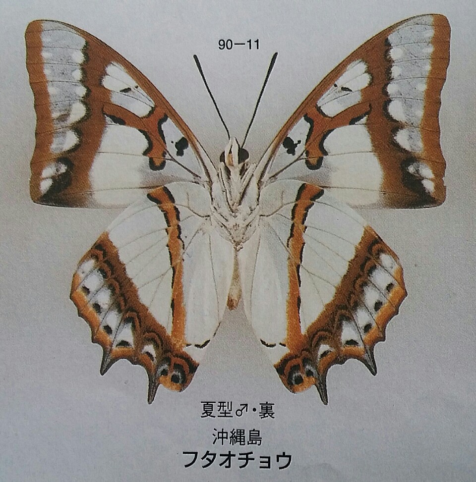 台湾の蝶2フォルモサフタオチョウ | 蝶に魅せられた旅人