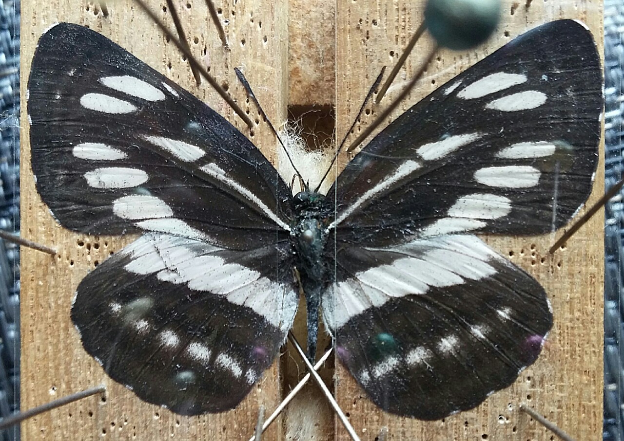 台湾の蝶29『宮島さんはミステリアス』 | 蝶に魅せられた旅人