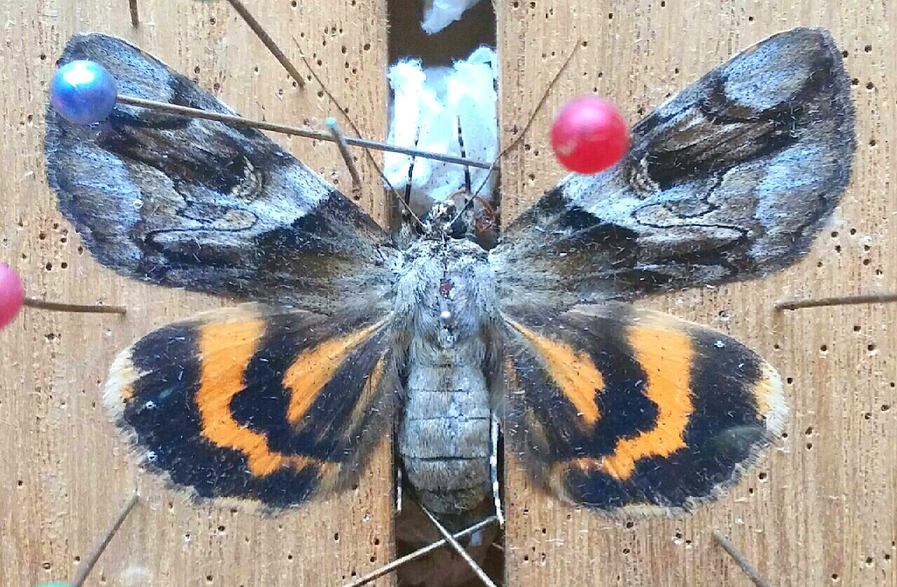 2018′ カトカラ元年 其の弐 | 蝶に魅せられた旅人