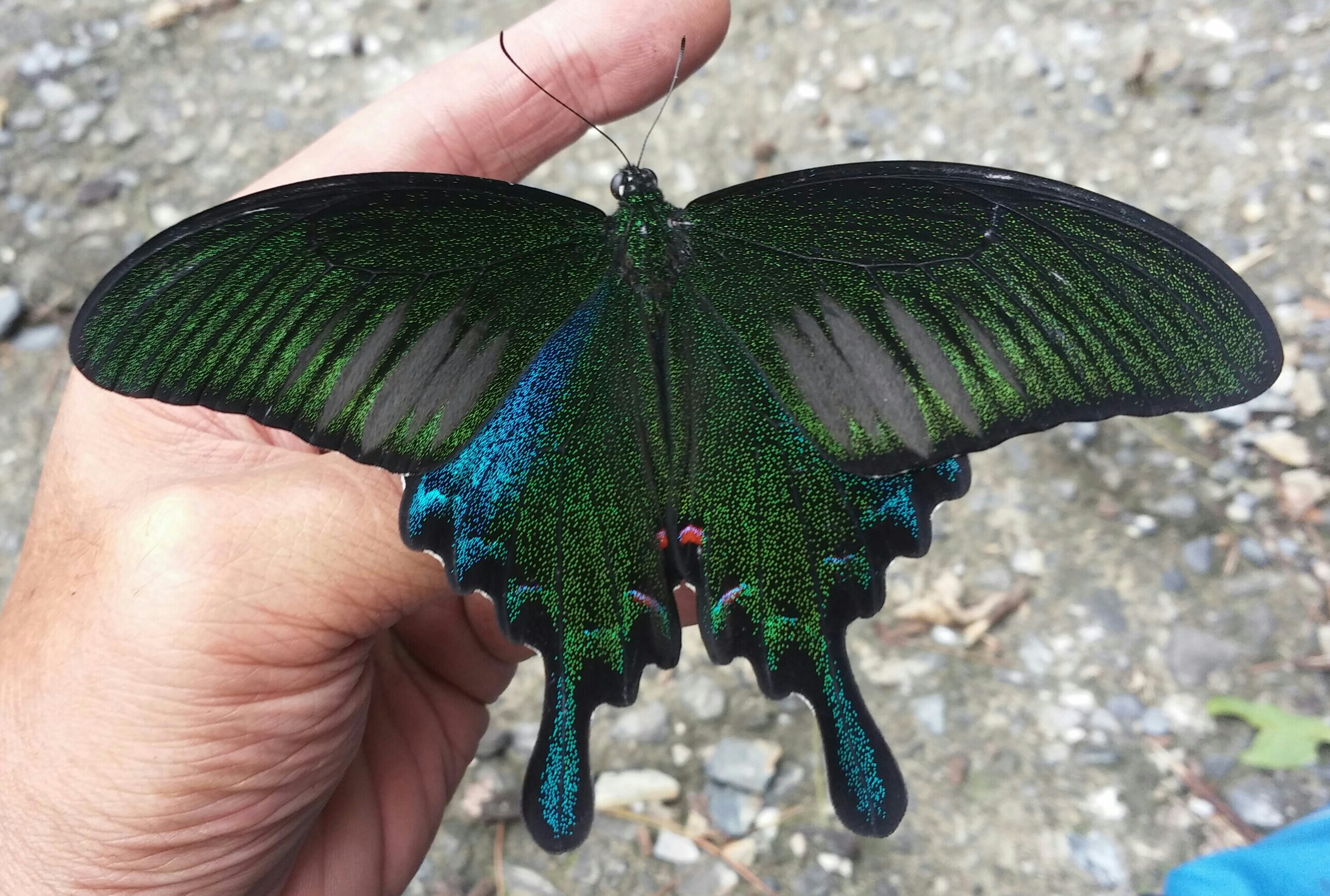 台湾の蝶17 タカサゴカラスアゲハ | 蝶に魅せられた旅人