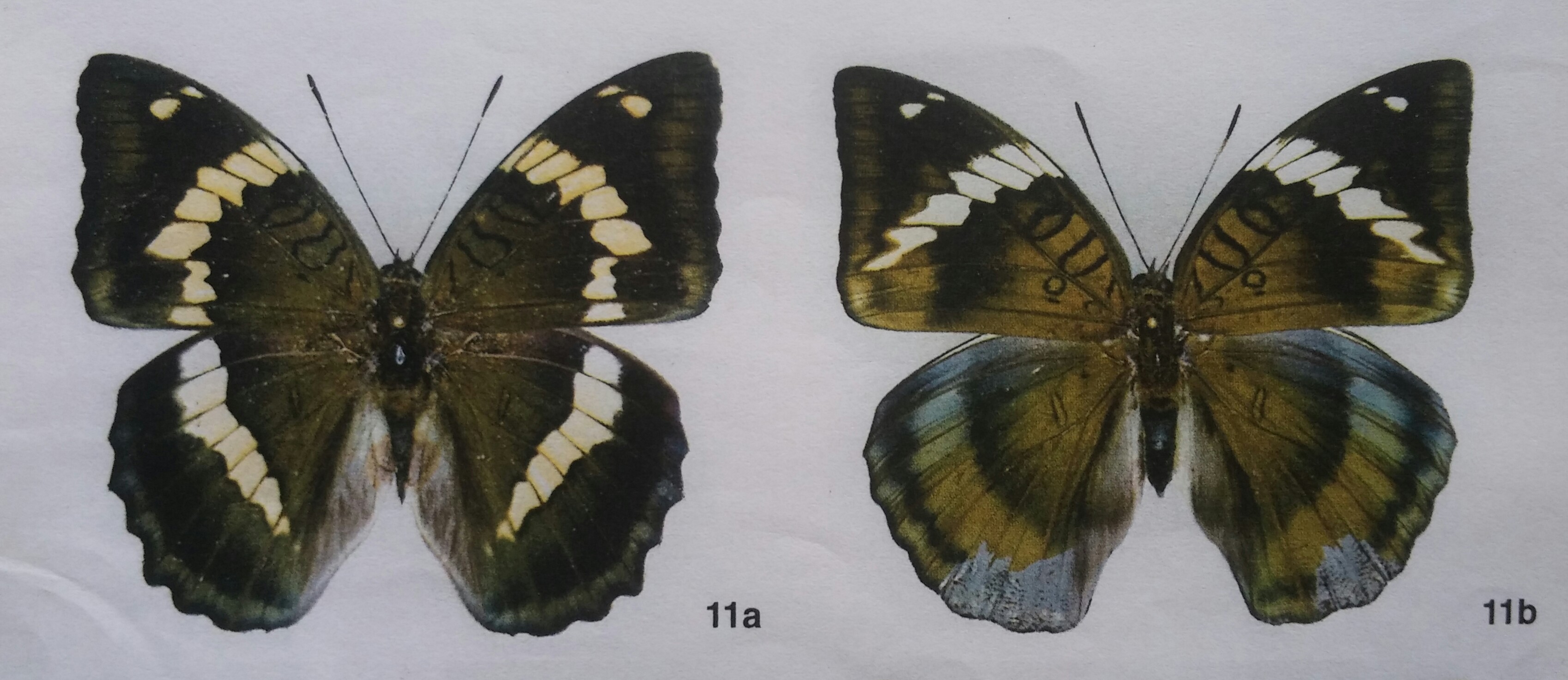 台湾の蝶4 ホリシャイチモンジ | 蝶に魅せられた旅人