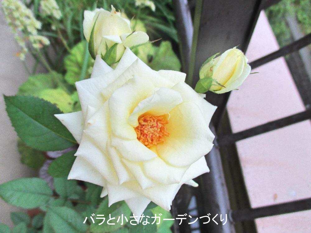 バラの分類/多彩なバラの花形。 高芯咲き、カップ咲き、ロゼット咲き