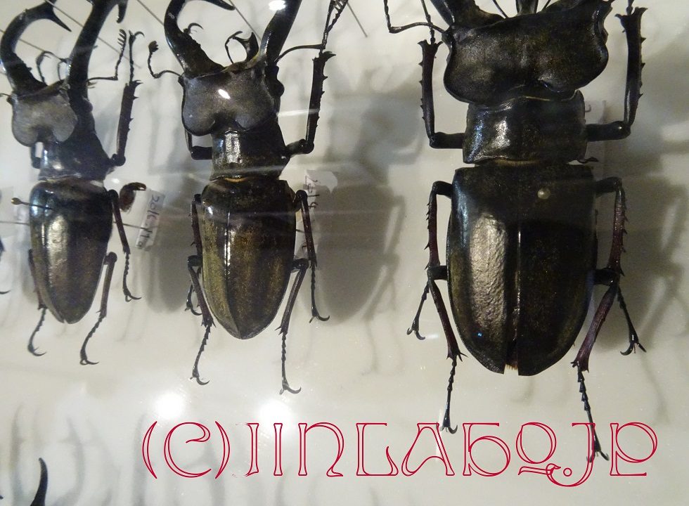 おれ流～標本作製 ⑧ 翅が開くのを防ぐ その1 | Jinlabo