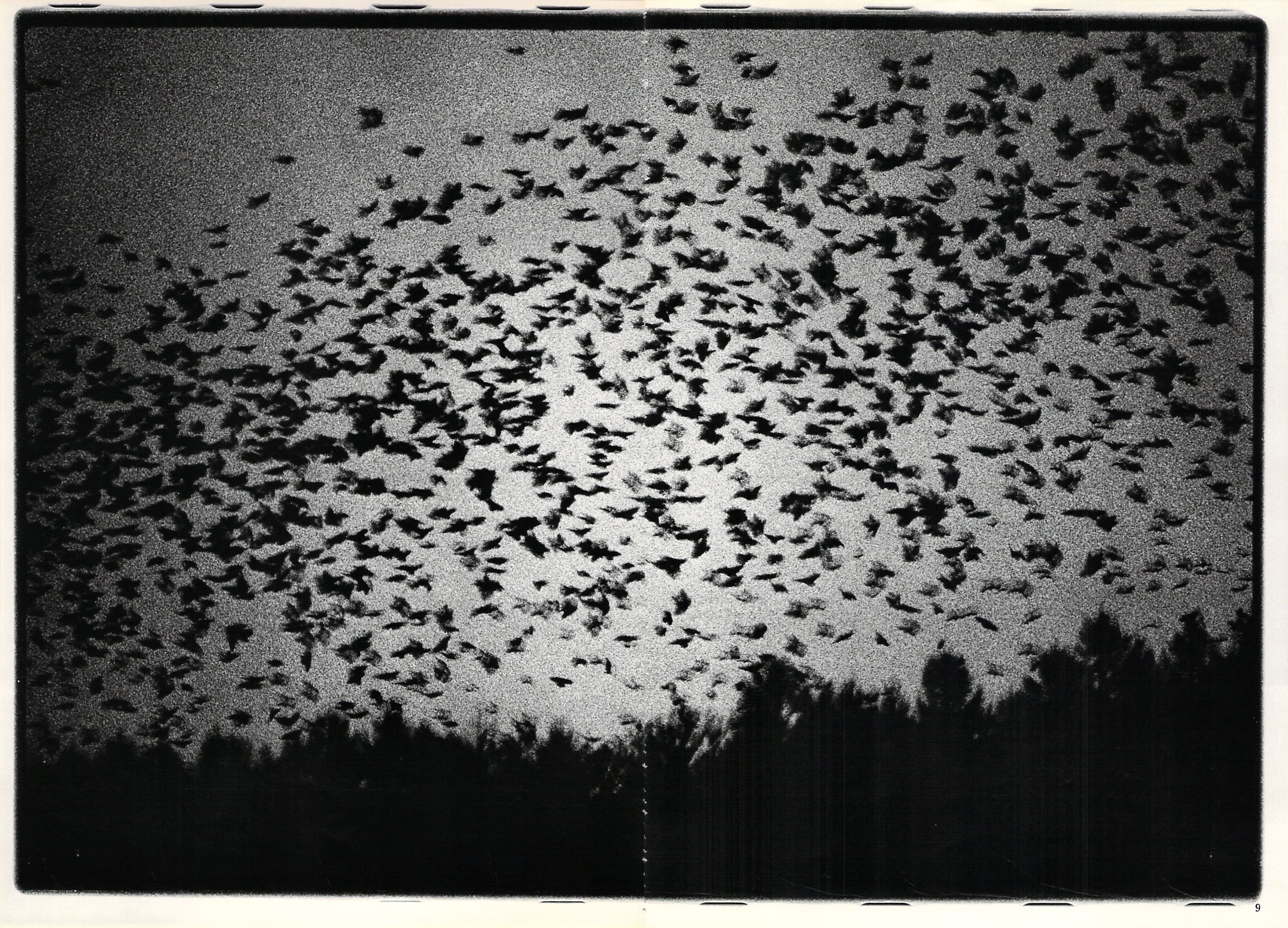 Ravens 5, 1979 - Masahisa Fukase Archives