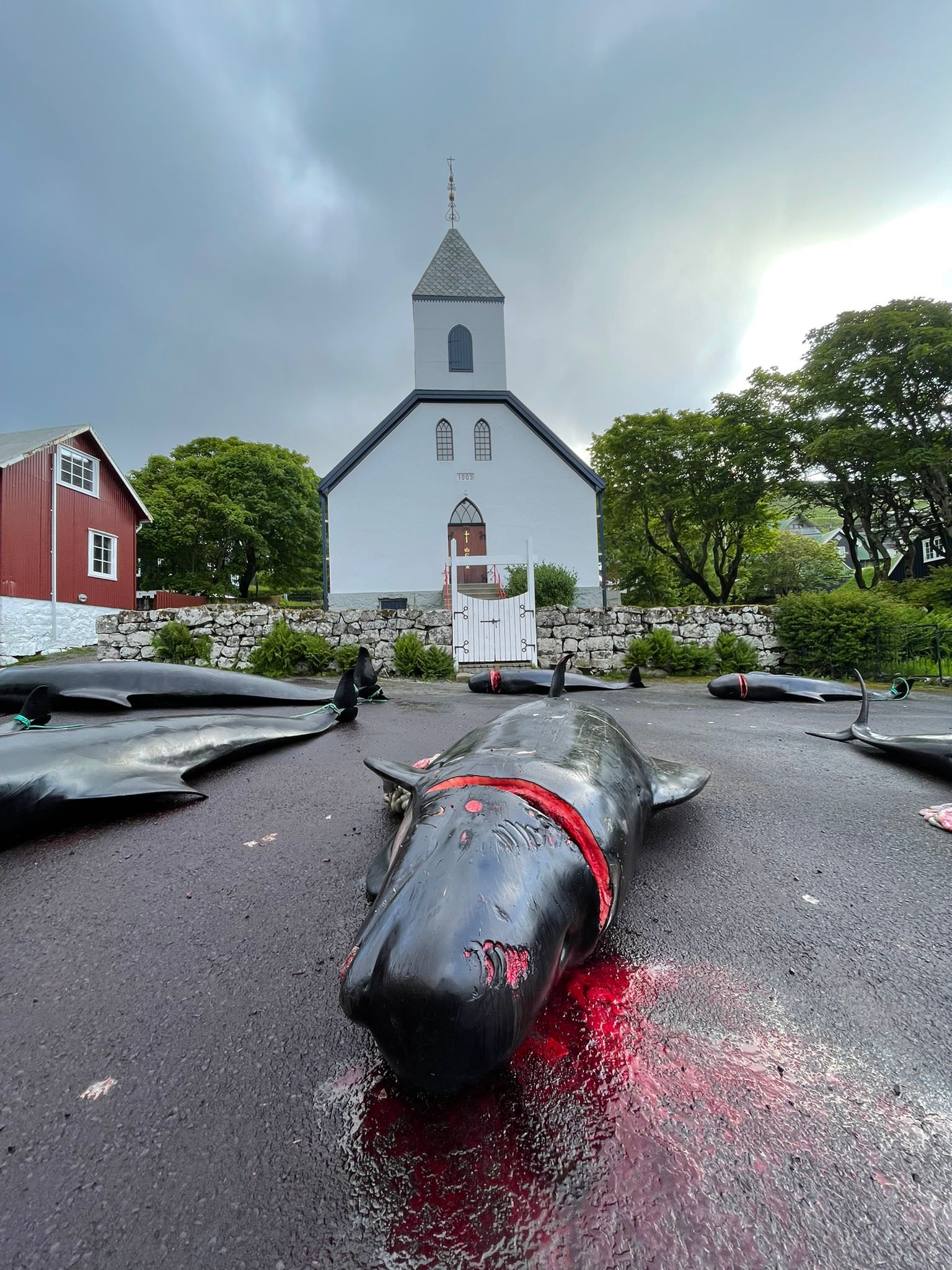 New Video Documents the Reality of the Faroe Islands Grindadrap