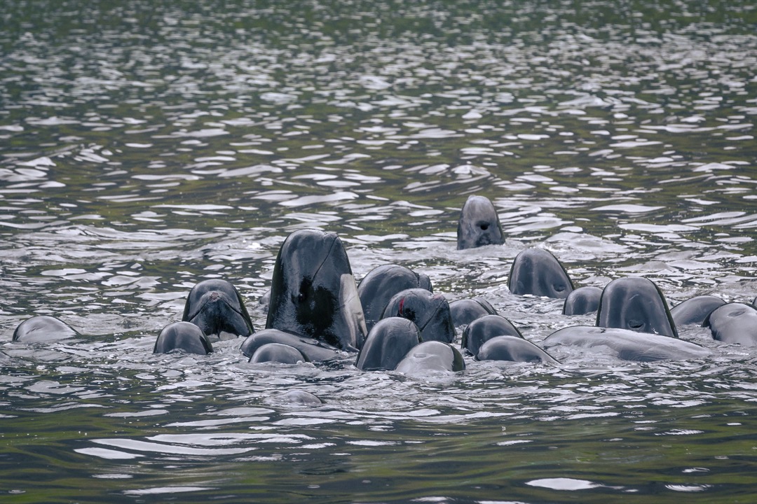 Rare January Slaughter: A Grim Start to 2025 — Sea Shepherd
