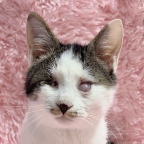 家族募集中 | しあわせにゃんこ 東京の千駄木・谷中で活動中の猫の譲渡