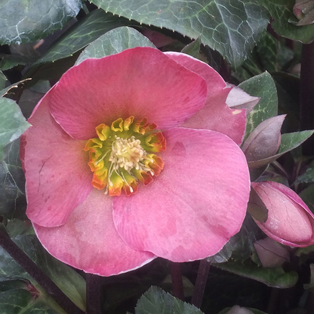 Helleborus - Penny's Pink Lenten Rose - Sugar Creek Gardens Sugar