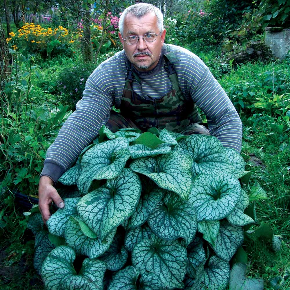 Brunnera - Alexander's Great Siberian Bugloss - Sugar Creek