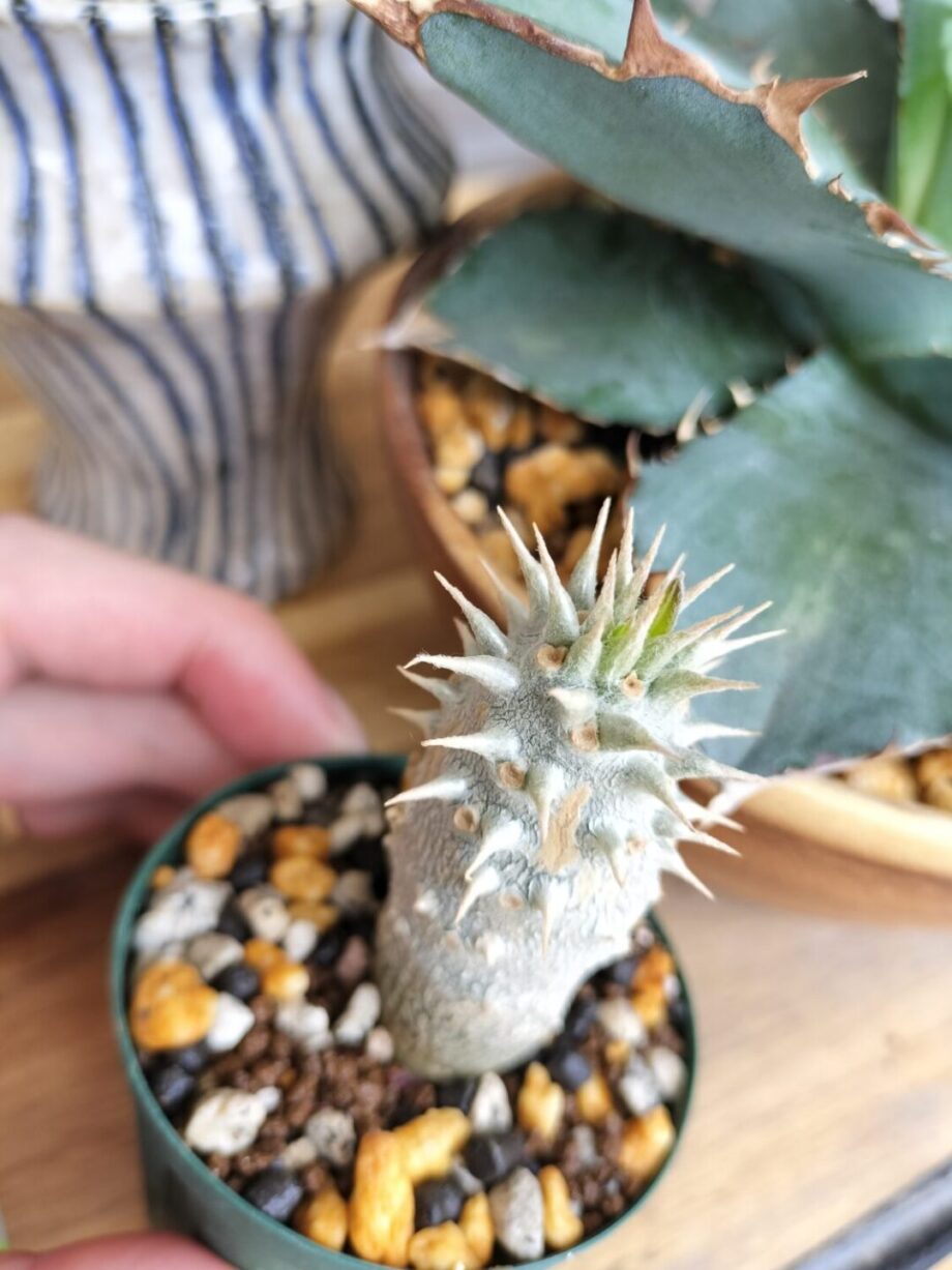 メネデール&リキダス漬けで起きないグラキリスが目覚めた話 - pickerLab