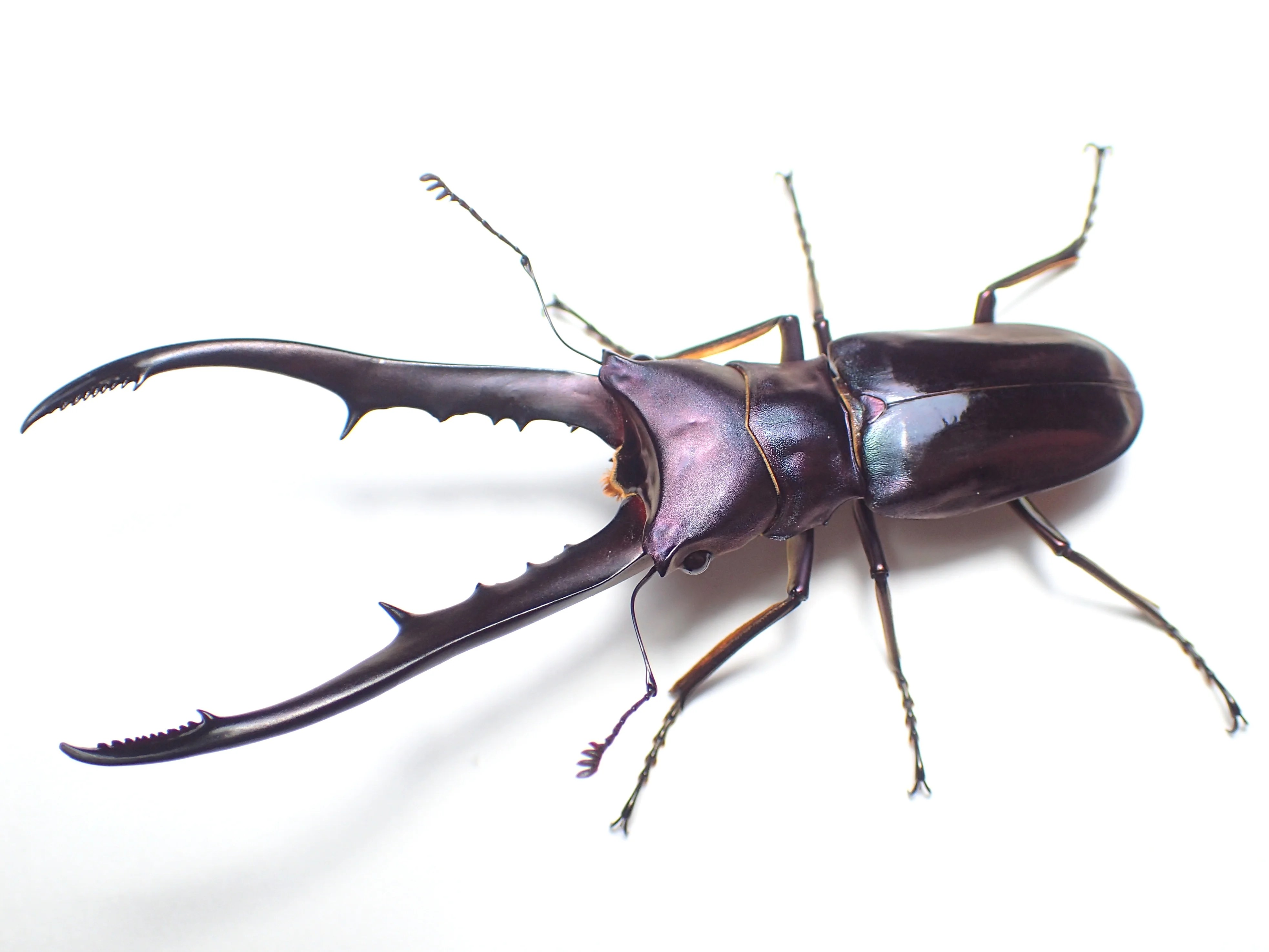 メタリフェルホソアカクワガタ 亜種フィナエの情報 | わたくわの飼育記